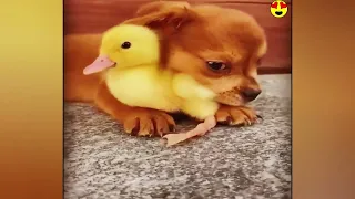 Random Funny Videos |Try Not To Laugh Compilation | Cute People And Animals Doing Funny Things P81