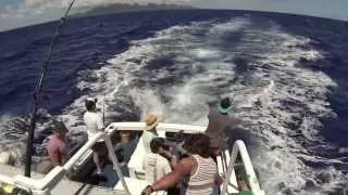 Akura Lands Record 380kg Marlin - Incredible Story