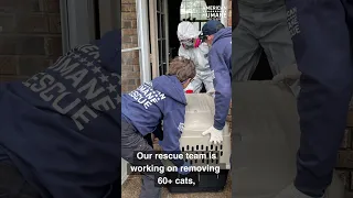 100+ Cats Discovered in Hazardous Living Conditions | American Humane Rescue