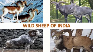 Wild Sheep of India 🐏 🇮🇳 | Mammals | Indian Animals