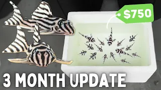 BREEDING Zebra Plecos - 3 Month Update!