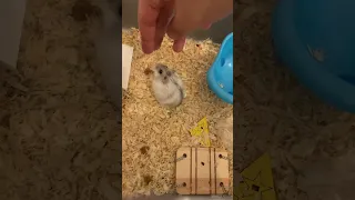 my hamster bites me