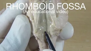 RHOMBOID FOSSA - FLOOR OF FOURTH VENTRICLE (For medical education purpose)