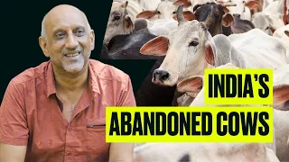 Helping India's Abandoned Cows | A Sanctuary In Goa