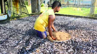 Mereka memberi banyak makanan berbeda untuk Lele lapar | Budidaya ikan magur hibrida di tangki semen