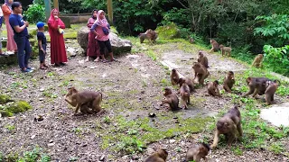 MONKEY FOREST PARAPAT, LAKE TOBA