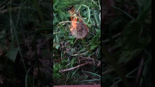 Igniting Dandelion Fluff