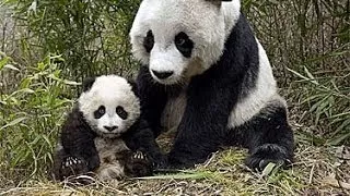 National geographic Rare pandas life Wildlife animal documentary[Full Documentary] - The Best Docume