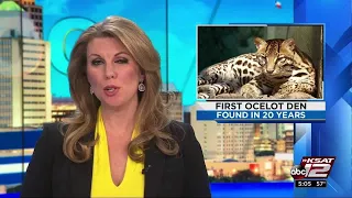 VIDEO: US Fish and Wildlife discovers first ocelot den in 20 years