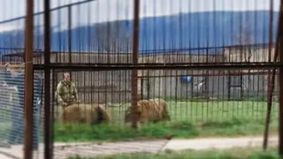 Lion vs Tiger-Size Comparison-Marcel the small dancing lion