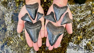 FOSSIL SHARK TOOTH Treasure Found Exploring a Dark Florida River