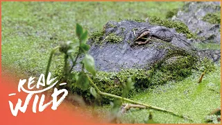 Exploring One Of The Wettest Places On Earth & It's Aquatic Wildlife | Modern Dinosaurs | Real Wild