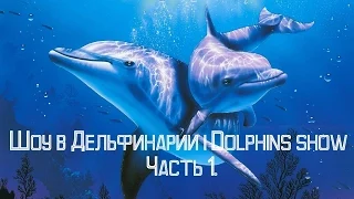 Шоу в Дельфинарии | Dolphins show