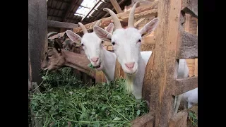 Как живут козы на немецкой ферме "Мартинсхоф" !!!ТИЗЕР!!!