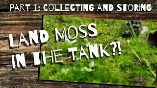 Part 1: Harvesting and Bagging - Land Moss in an Aquarium Series