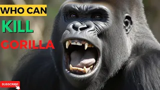 6 Animals That Could Defeat A Gorilla | Information World #wildlifedocumentary #wildlifeshowdown