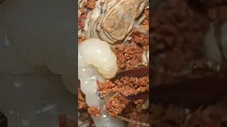 Bull Ant Larvae Spinning A Cocoon!