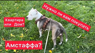 Нужно ли вам заводить Амстаффа в квартире или  загородном доме?  #амстафф #amstaff #мотивация #собак