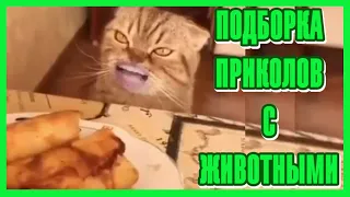 Приколы с Животными #11 😸 Ну Дайте же Мне со Стола хоть Крошечку 😸 Подборка