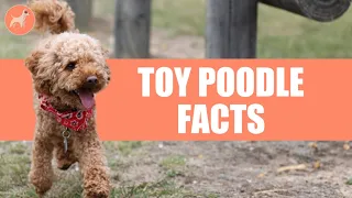 Toy Poodle Dog Breed: 10 Amazing Facts You Must Know