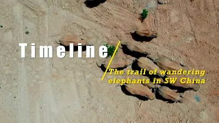 Timeline: Trail of migrating elephants in SW China