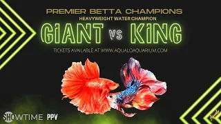 Giant vs King Betta