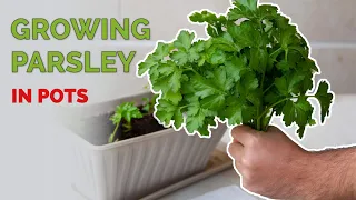 How to Grow Parsley In Pots | Full Guide from Seed to Harvest