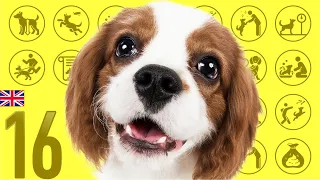 #16 Cavalier King Charles Spaniel ❤️ TOP100 Cute Dog Breeds Video