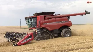 3,000 Acre Wheat Field Harvested by CASE IH 9230 Combines