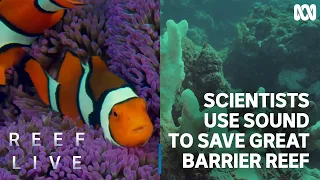 Scientists use sound to monitor Great Barrier Reef's health | Reef Live