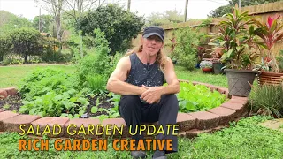 Salad Garden Update
