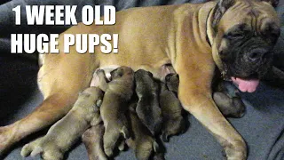 1 Week Old Cane Corso Puppies - Ruby's Litter