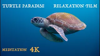 4K Turtle Paradise - Undersea Nature Relaxation Film