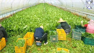 Korea's unique kimchi! Young radish kimchi for making bibimbap and noodles / Korea Kimchi Factory