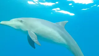 Dolphin Days | AMAZING Dolphins - FUNNY AND CUTE DOLPHIN VIDEOS