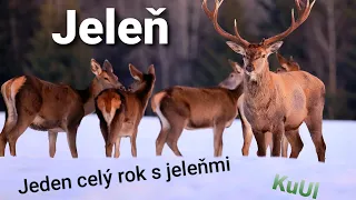 JELEŇ