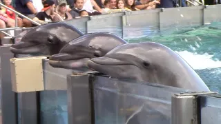 Dolphin Adventures (Full Show) - SeaWorld Orlando - November 9, 2021