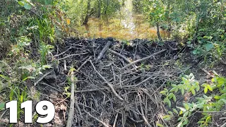 Muddy Work   Manual Beaver Dam Removal No 119