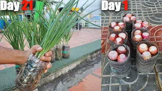 Brilliant idea | Growing Onions in Plastic Bottle at Home