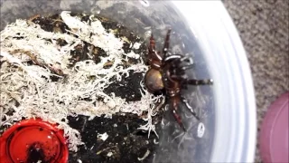 Chinese Hour Glass Trapdoor Spider (Cyclocosmia Ricketti) - Odd Behaviour