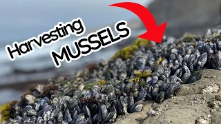 How To Harvest MUSSELS For Beginners | Catch Clean Cook