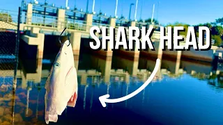 Using A SHARK HEAD for BAIT at a Spillway 🔥 (Broke my Rod)