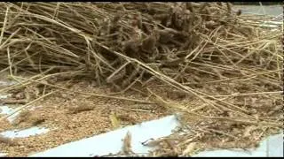 Threshing Wheat with a Flail 2010