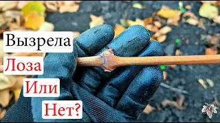 Вызрела или нет? Как определить вызревшую лозу винограда?