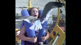 Teen smacked in the face by bird during amusement ride in N.J.