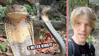 Catching a HUGE KING COBRA in Southern Thailand!!!