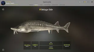 Russian Fishing 4 - Akhtuba - Trophy Beluga 546kg