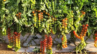 🧬 Fertilizante Foliar Calcio e Boro Ajuda na Uniformidade dos Cachos de Tomate Cocktail 🍒🔝🇧🇷