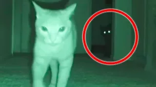 Домашние животные видят призраков, которые их пугают!