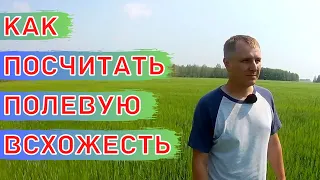 Полевые опыты с удобрениями на поле яровой пшеницей. Подсчет полевой всхожести ячменя Вакула.